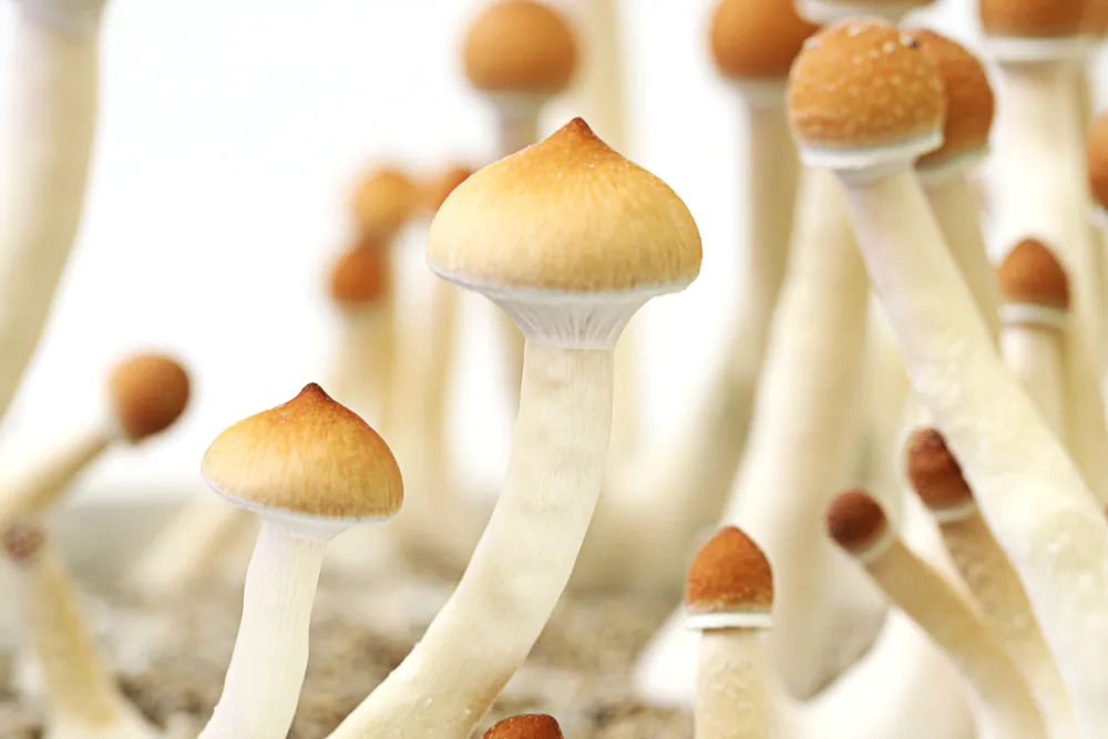 How Can Shrooms Help Our Health?