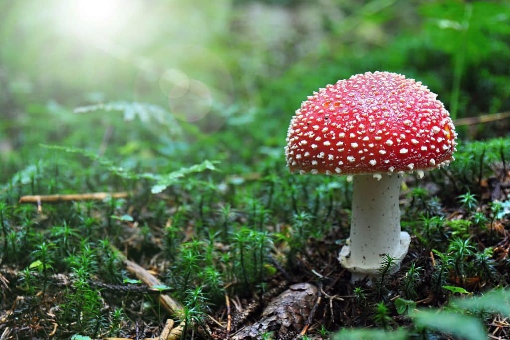 The Shaman’s Secret: Amanita Muscaria Gummies Unveiled