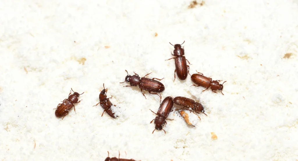 Why Pantry Pests Are So Common in Merriam Kitchens