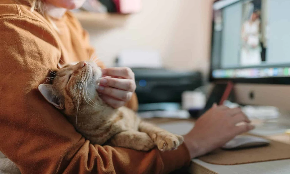 3 Key Benefits Of Building A Relationship With A Cat Clinic