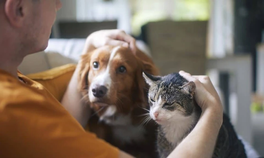 4 Services That Differentiate Animal Hospitals From Small Clinics